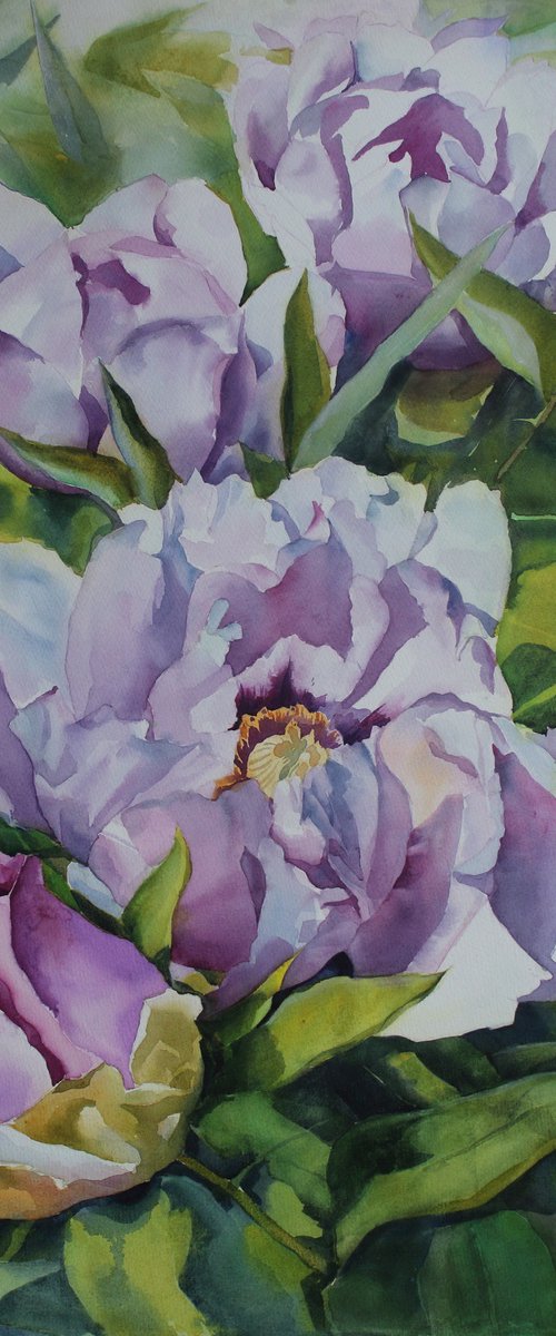 PINK PEONIES#5 by Yurii Pashkov