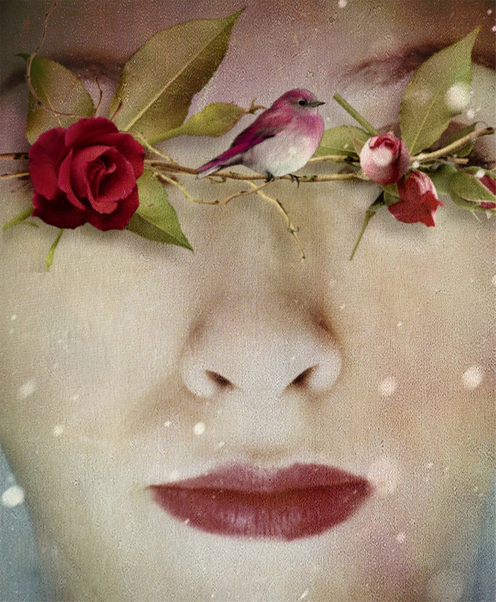 Roses - Portrait - Photography - Surreal - Manipulated by Carmelita Iezzi