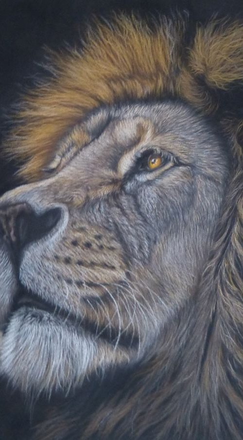 King by Silvia Frei