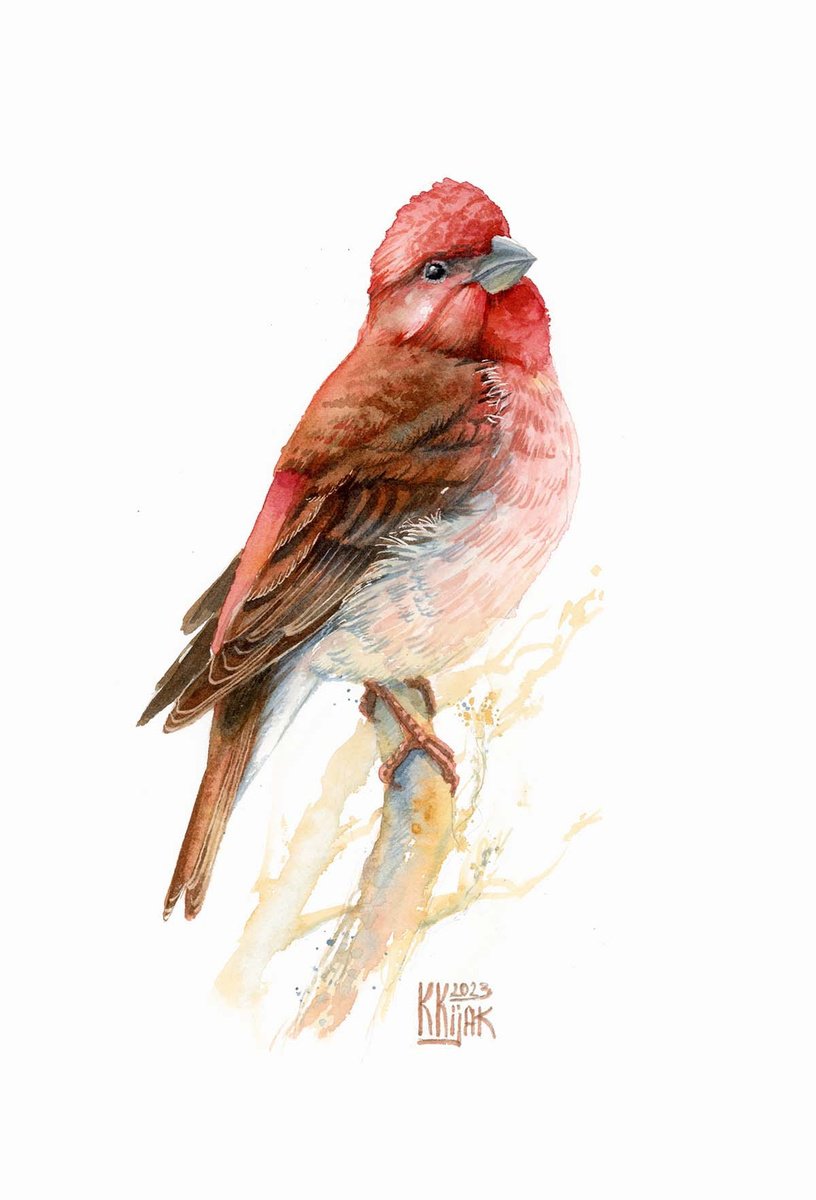 Common rosefinch bird, watercolor painting by Karolina Kijak