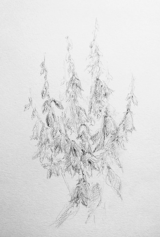 Bluebells. Original pencil drawing.