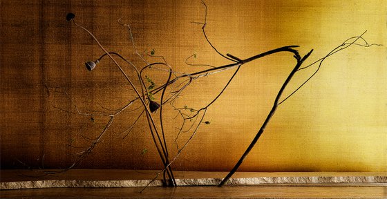 Golden Light#009-Lotus, Tree