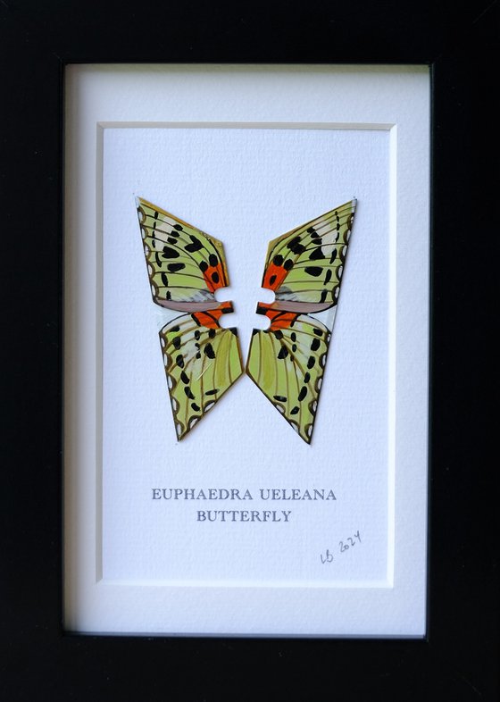 Euphaedra Ueleana butterfly