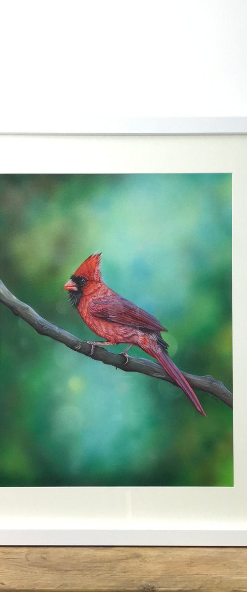 Sir Cardinal by Irsa Ervin