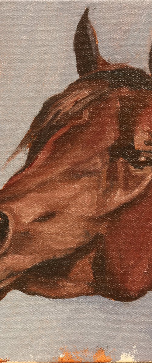 Equine Head Arab Chestnut (study 32) by Zil Hoque