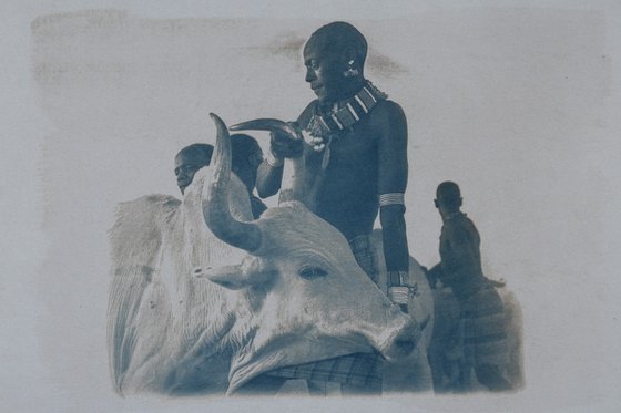 Cyanotype Print, Tea Toned, Man With Bull, wall Art Photography