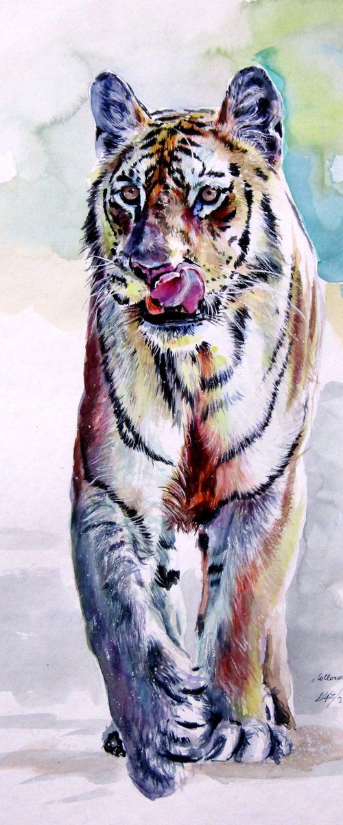 Collarwali Mataram tiger by Kovács Anna Brigitta