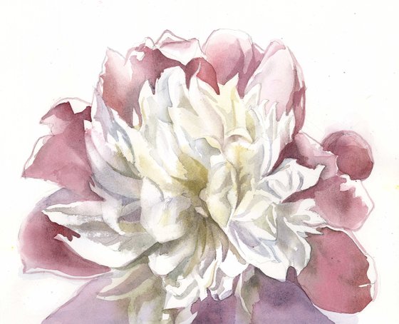 pink and white peony watercolor floral