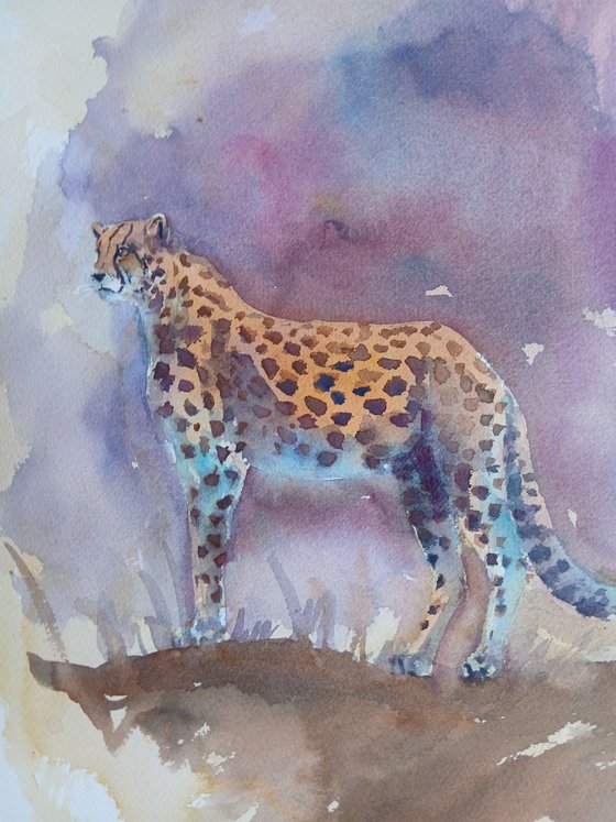 cheetah 13