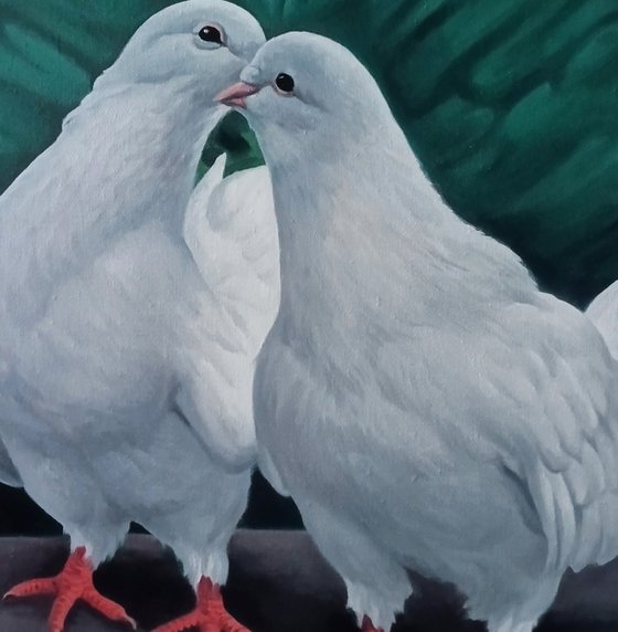 White Pigeons in Love