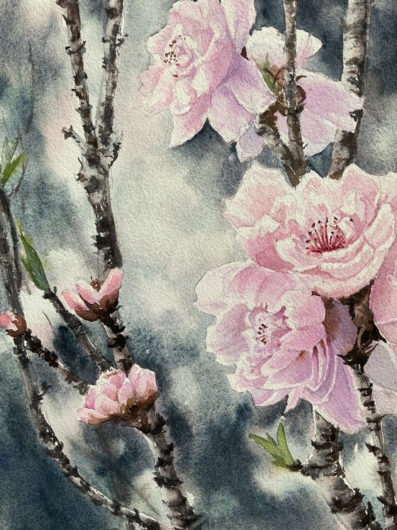 Sacura is  blossoming , pink flowers