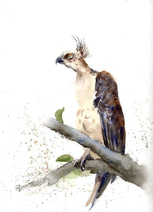 Hawk - Bird of prey by Olga Shefranov (Tchefranov)