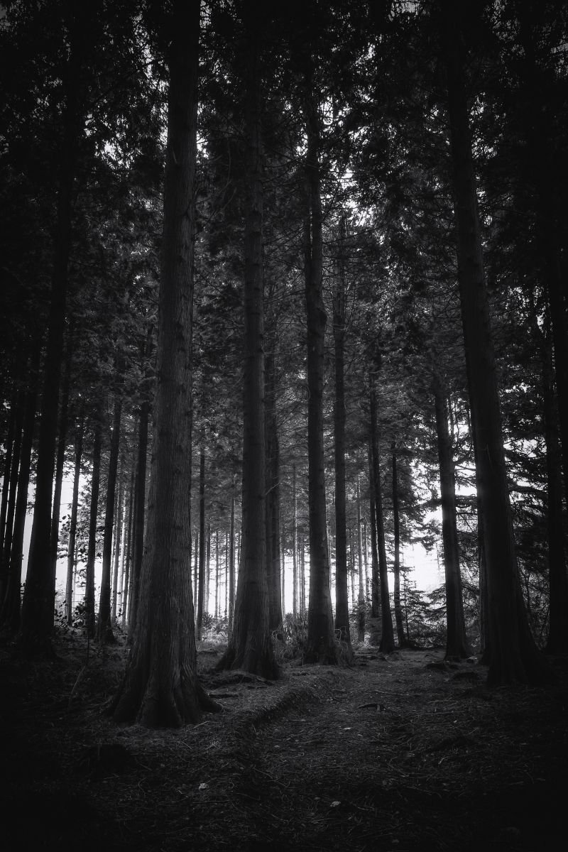 the deep dark woods the deep dark woods