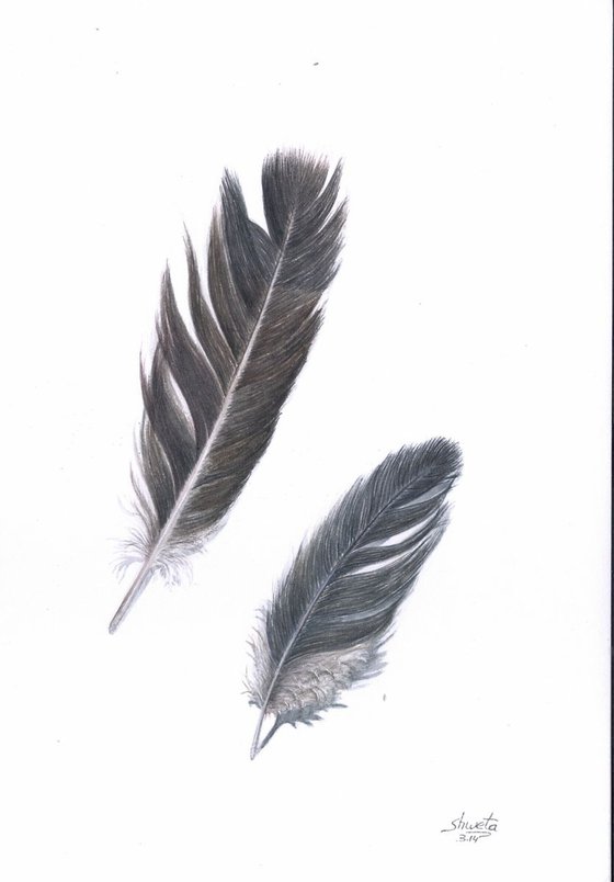 Bird Feathers