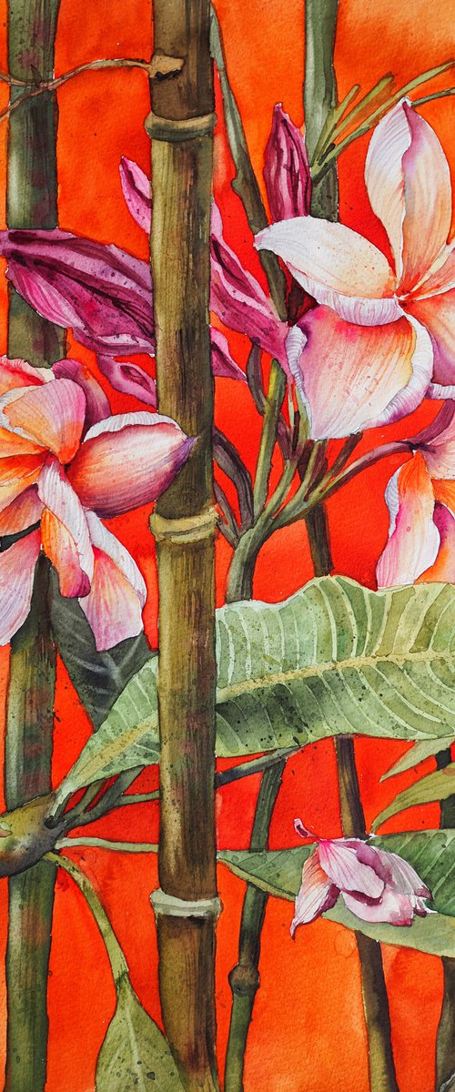 Frangipani by Delnara El
