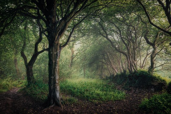 Twisted Hedges