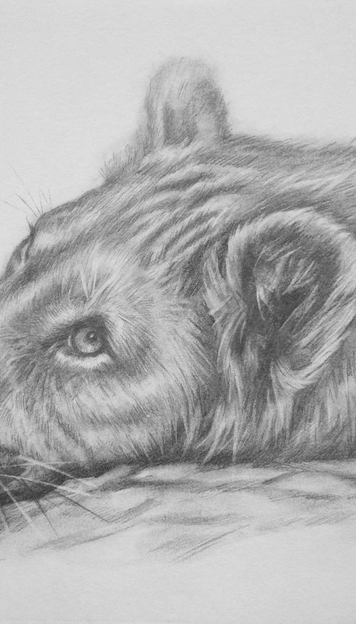 Drawing pencil  lion on paper#17610 by Hongtao Huang