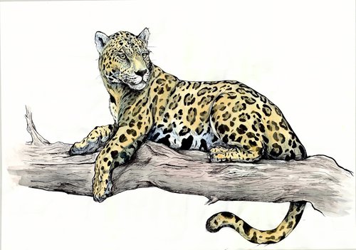 Panthera Onca by Cayetano de Santamaria