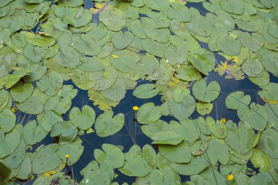 Lake flowers