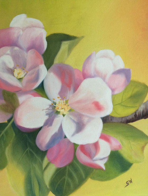 Spring is here - new apple blossoms