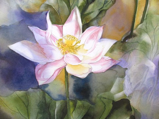 lotus watercolor