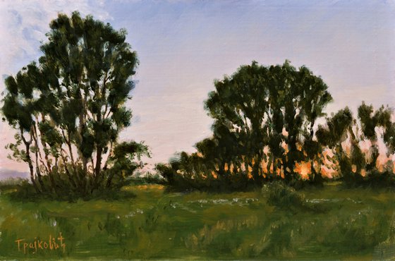 Sunset in the Field with Poplars
