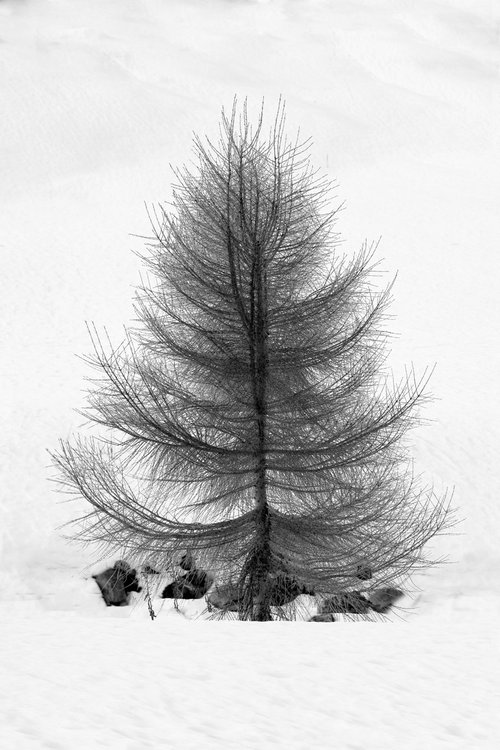 Tree #7 by Dieter Mach