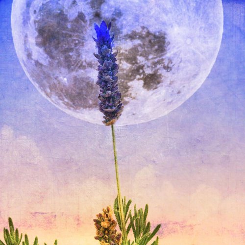 Lavender Moon by Greg Dyro