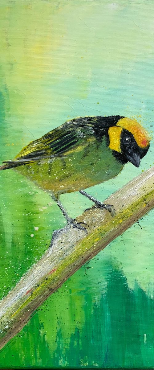 Saffron-crowned Tanager by Laure Bury