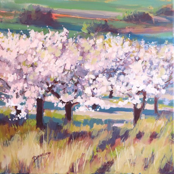 Spanish Almond Orchard