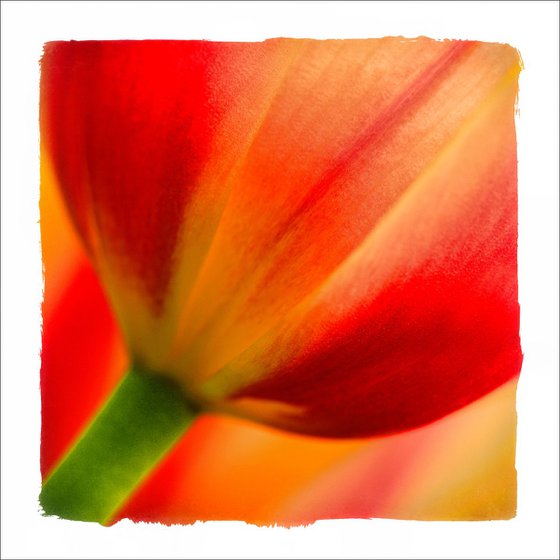 Floral Art...Tulip