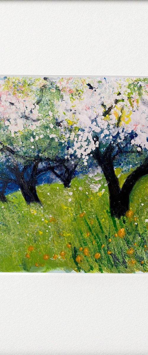 Orchard Series - Apple blossom in the Orchard by Teresa Tanner