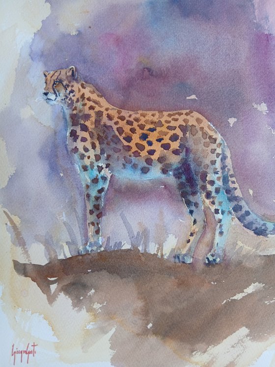 cheetah 13
