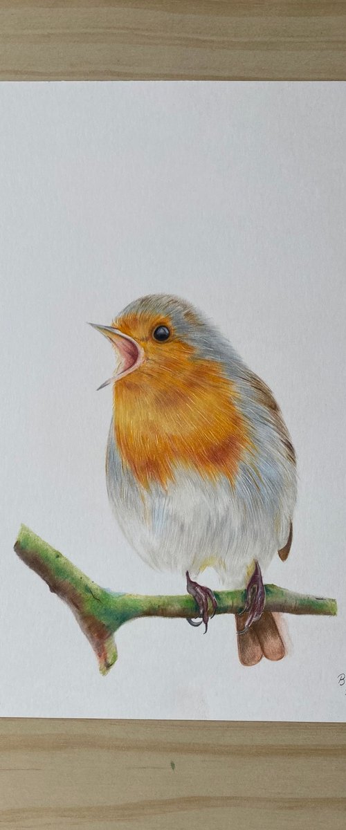 Robin sitting on branch by Bethany Taylor
