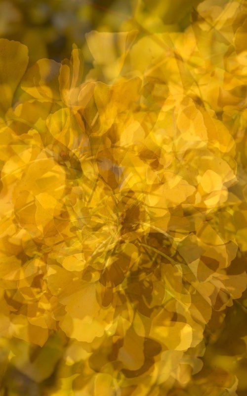 Gingko 4 by Dieter Mach