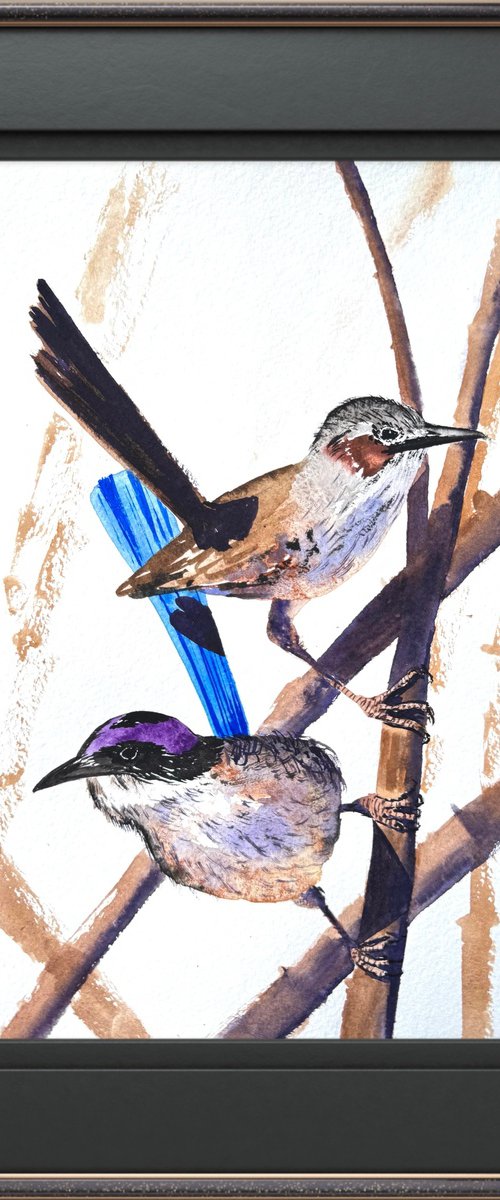 Pair Purple-crowed Fairy-wrens by Yuliia Sharapova