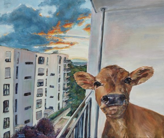 Cow On The Balcony