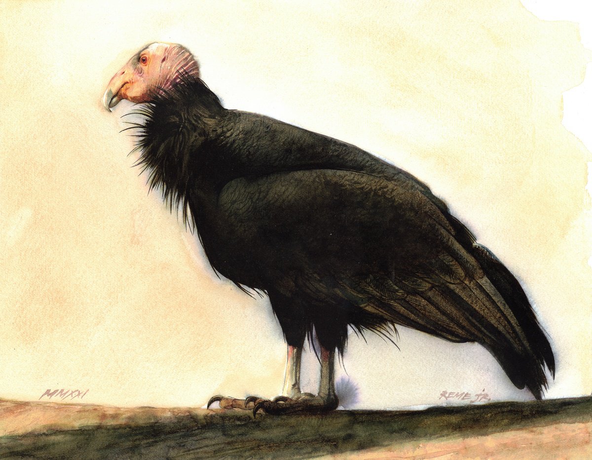 Photorealistic Animal Watercolour By Reme Jr., 13 X 10", Bird Cxxiii, Original Artwork