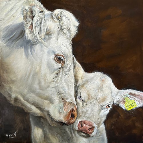 Charolais cow and calf by Una Hurst