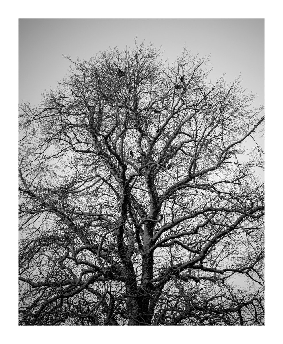 Jackdaws XII by David Baker