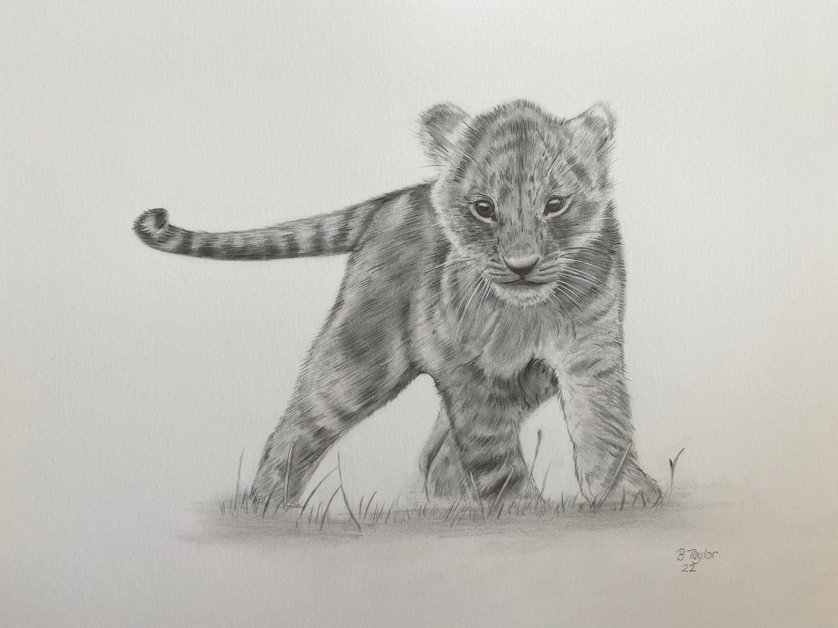 Lion cub by Bethany Taylor