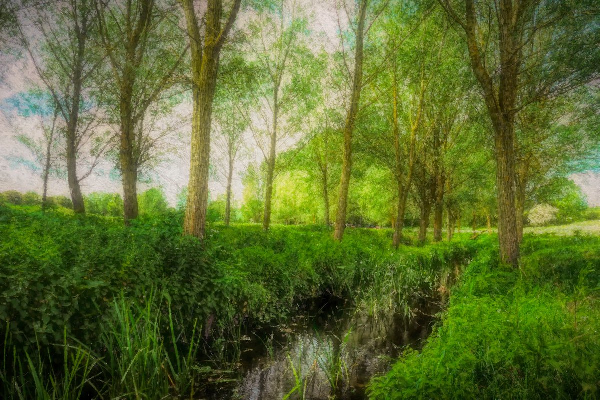 Tree Lined Stream by Martin  Fry