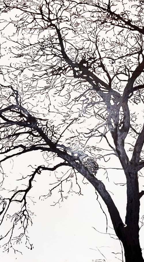 Acacia by Valeriia Radziievska