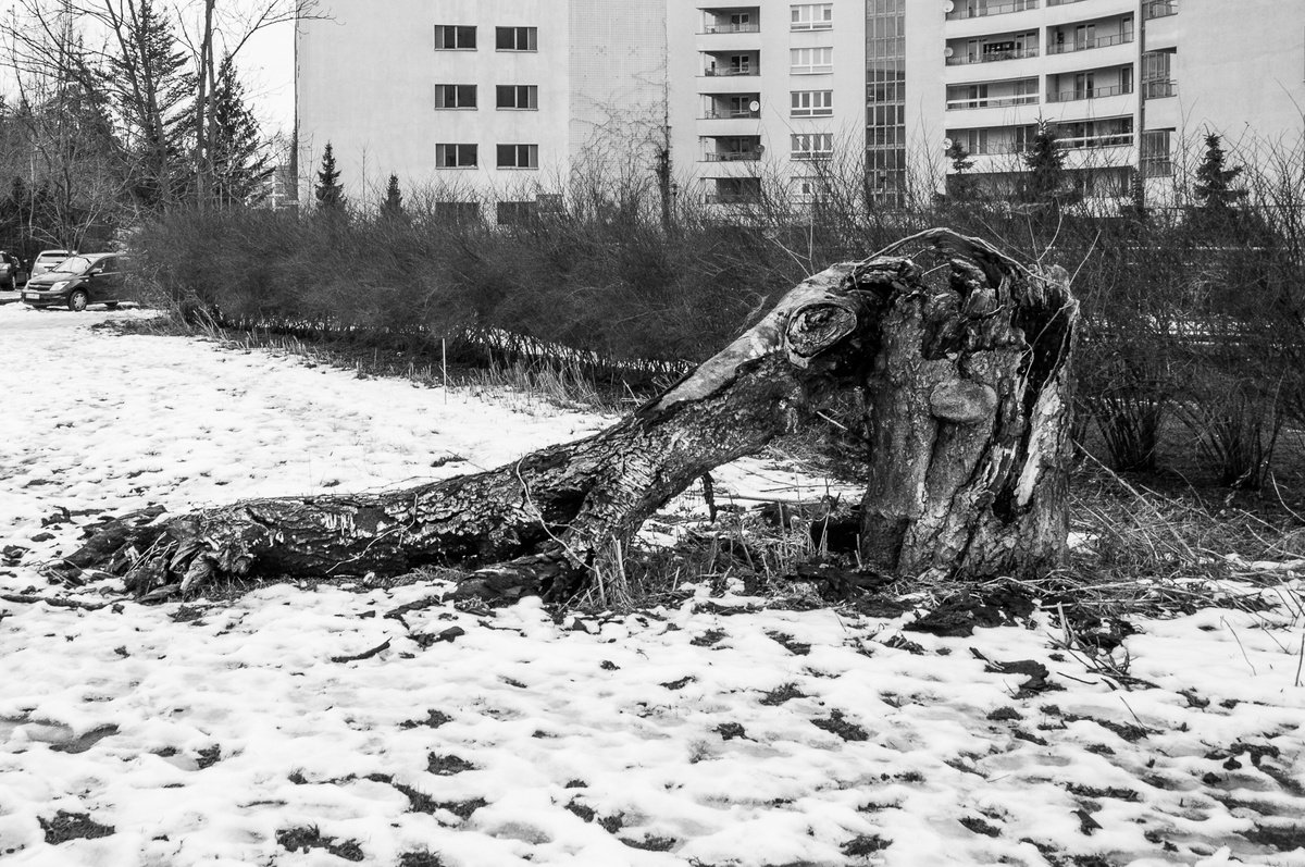Puncture (from Trees set) by Adam Mazek