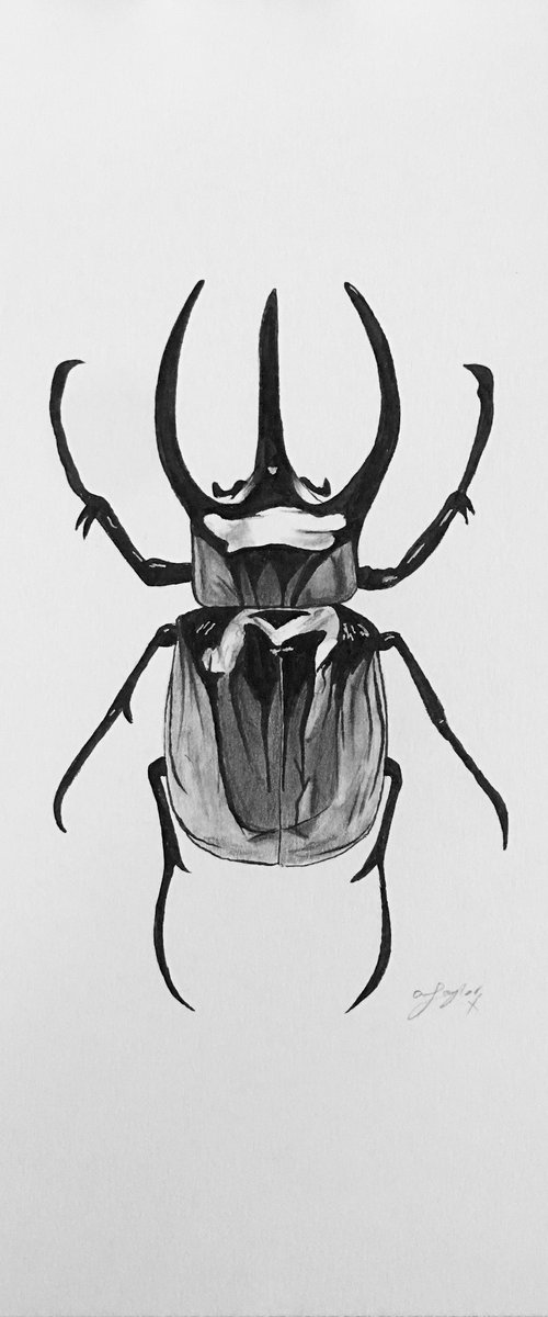 Black Beetle by Amelia Taylor