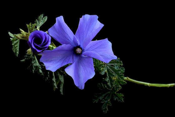 Lilac Hibiscus Flower