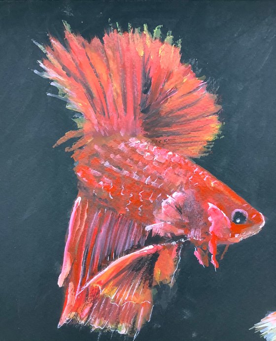 Siamese fighting fish