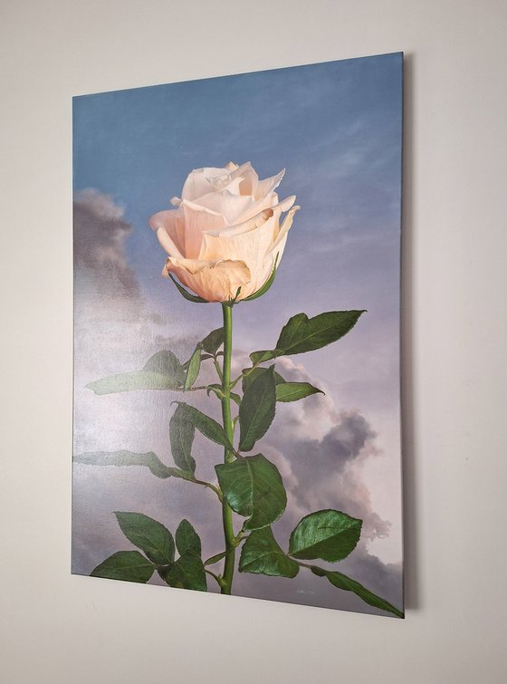 Rose II