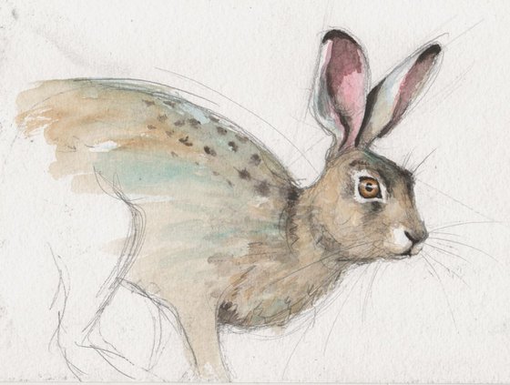 hare2