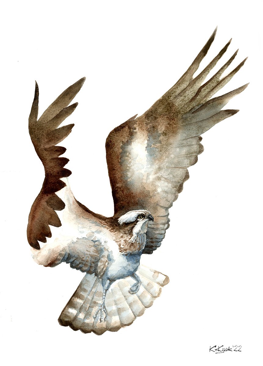 The osprey, river hawk bird by Karolina Kijak